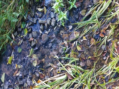 A small stream in the woods 動画素材 80561976