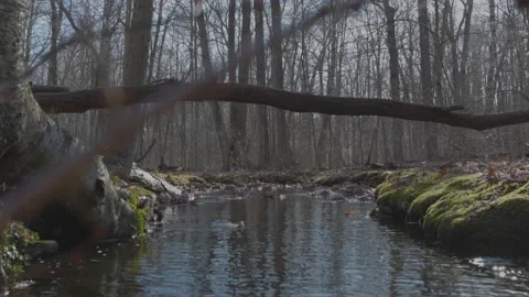 Small Stream in the Woods Vídeo Stock 235222873
