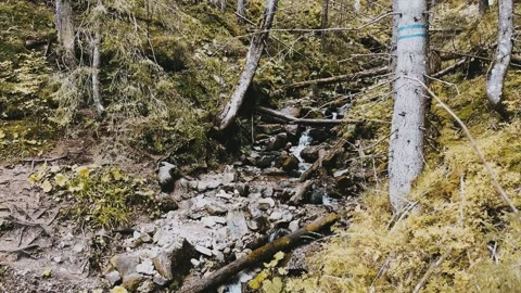 A small stream in the woods Stock Footage 254599891