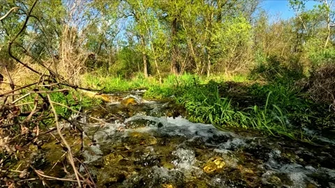 Small stream in the woods Stock Footage 263556539