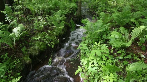 Small stream in the woods water toward camera Stock Footage 39115009