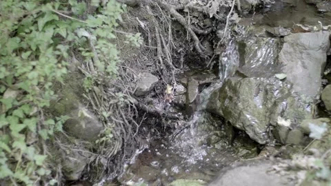 Small stream in the woods. Wild Nature. Video 4K Stock Footage 164682048