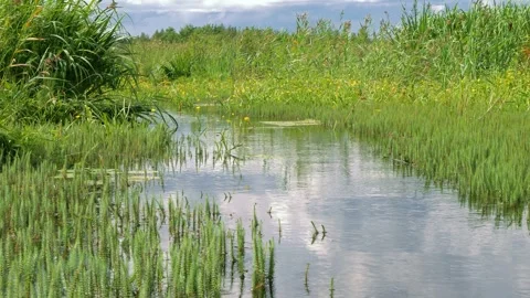 Small streaming river with mare's tail aquatic plants Stock Footage 273602756