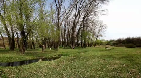 Small streamlet with trees in the spring, Panorama Video stock 10774420