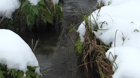 Small streamlet in  wood Video stock 56678503