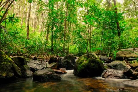 Small streams flow through abundant tropical forests in forest of Thailand,Ph Foto stock