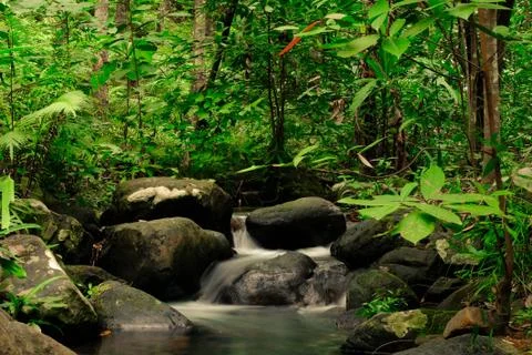 Small streams flow through abundant tropical forests in forest of Thailand,Ph Foto stock