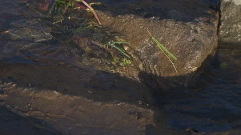Small streams flowing between the leaves Stock Footage 235638328