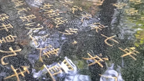 Small streams in the mountains, babbling water, a quiet morning. Stock Footage 198154560