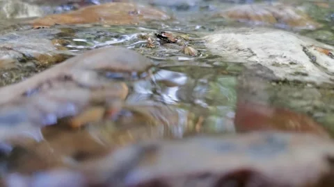 Small streams in the mountains, babbling water, a quiet morning. Stock Footage 198154710
