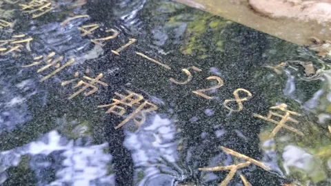 Small streams in the mountains, babbling water, a quiet morning. Stock Footage 198154756