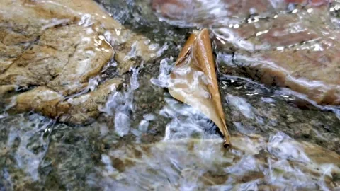 Small streams in the mountains, babbling water, a quiet morning. Stock Footage 198154892