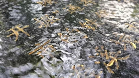 Small streams in the mountains, babbling water, a quiet morning. Stock Footage 198154933