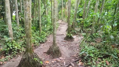A small street going through the forest. Jungle view with green tree. Stock Footage 243911459