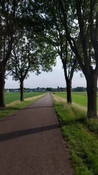 Small street with trees on the side. Stock Photos