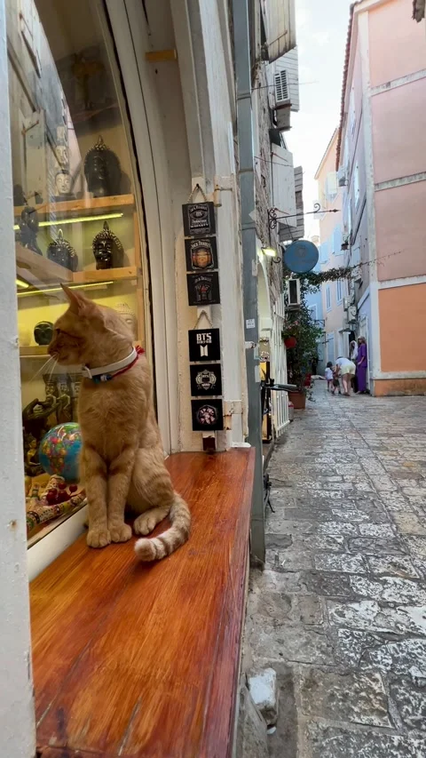 Small streets of the old stone town. Budva, Montenegro Stock Footage 251009509