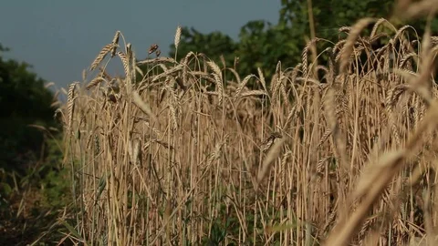 The small strip of wheat growing between the green vineyards Stock Footage 74451284
