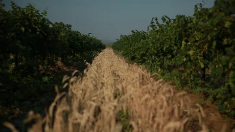 A small strip of wheat growing on both sides of the vine Stock Footage 74450610