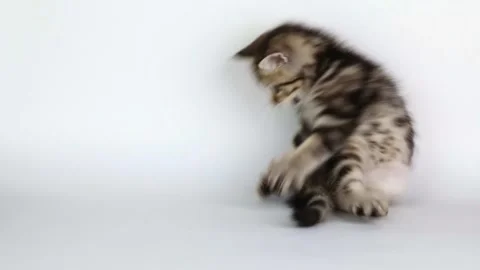 A small striped brown kitten plays with its tail on a light gray background Stock Footage 201352602