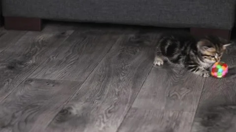 A small striped brown kitten plays on a gray floor with a ball Stock-Footage 203795389
