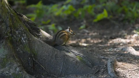 Small striped chipmunk beside mossy roots near Mirror Lake Stock Footage 345306381