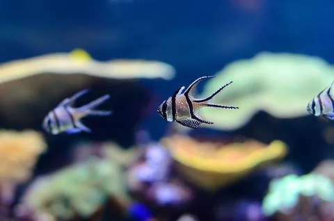 Small striped fish Stock Photos