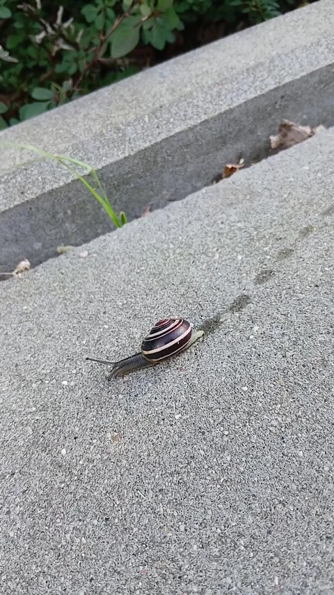 Small striped garden snail crawling on concrete pavement leaving wet trail Stock Footage 341757868