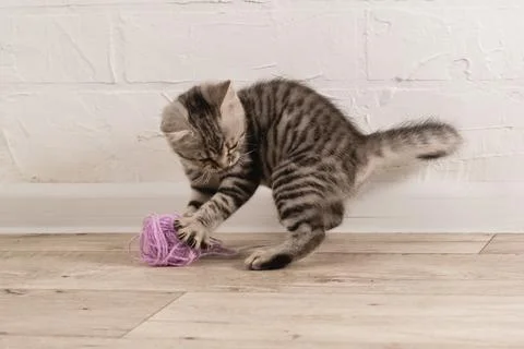 A small striped gray kitten is playing on the floor with ball of lilac thread Stock Photos