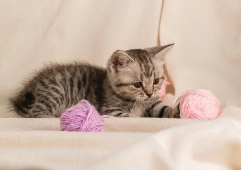 A small striped gray kitten is playing with balls purple woolen threads on .. Stock-Fotos