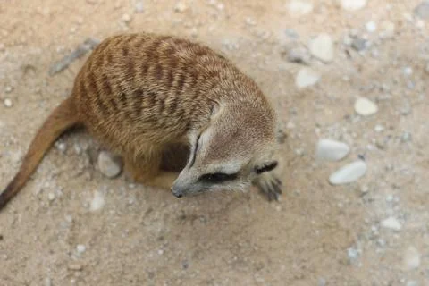 Small striped ground squirrel stands on sandy surface with scattered rocks, c Stock Photos