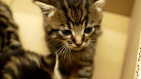 Small striped kitten close-up. Curious playful funny striped kitten Stock Footage 204569741