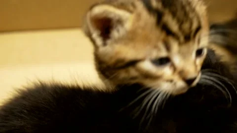 Small striped kitten close-up. Curious playful funny striped kitten Stock Footage 206095266