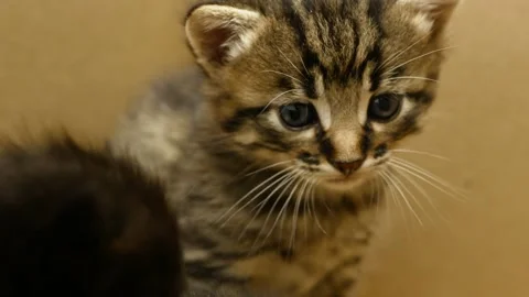 Small striped kitten close-up. Kitten hiccups. Stock Footage 203263527