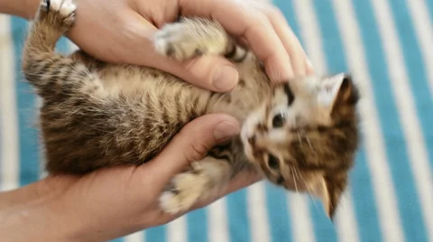 Small striped kitten in human hands Stock Footage 37662280