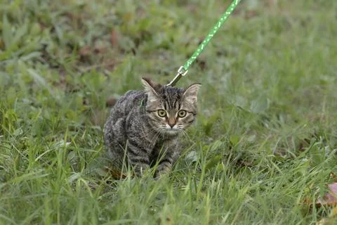 A small striped kitten in a walking harness walks outside.Portrait of a kit.. Stock Photos