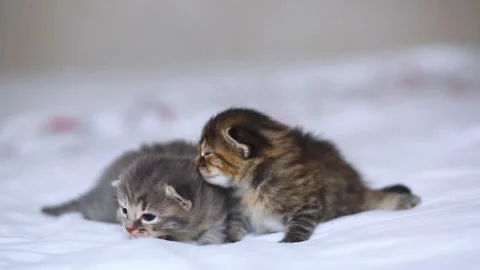 Small striped kittens lie on a white bed. Curious fluffy cats crawl on a white Stock Footage 277559747