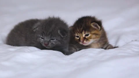 Small striped kittens lie on a white bed. Curious fluffy cats sleep on a white Stock Footage 277559843