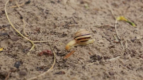 Small Striped Land Snail Crawling Slowly Across Sandy Ground in Nature Video stock 341984247