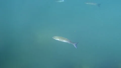 Small striped mullet fish swimming underwater in blue ocean water with sunlight Video stock 342766384