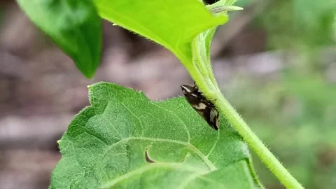 Small striped planthopper insect resting under a green leaf Stockbeeldmateriaal 332716456