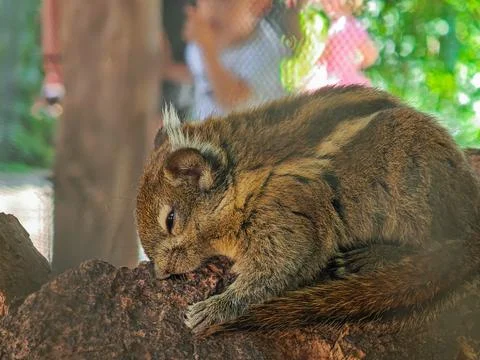 Small striped rodent resting on a tree branch Stock Photos