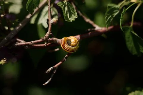 Small striped snail shell resting on slender branch amid green leaves, with Фото