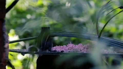 Small striped squirrel eating rice in a lush green garden viewed through blurred Vídeos de archivo 327058901