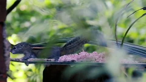 Small striped squirrel eating rice in a lush green garden viewed through blurred Vídeos de archivo 327058923