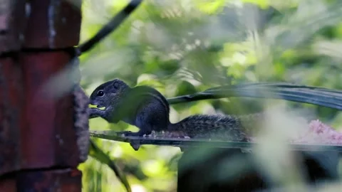 Small striped squirrel eating rice in a lush green garden viewed through Stockbeeldmateriaal 327059235