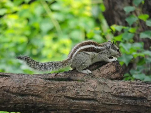 Small Striped Squirrel in Nature Closeup Stock Photos