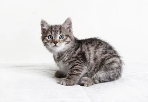 Small striped tomcat Stock Photos