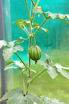 A small striped watermelon on a branch in a vertical melon Stock Photos