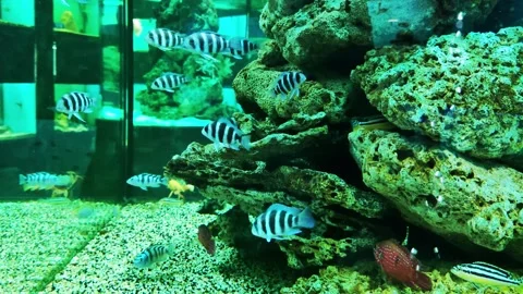 Small striped white and black fish in an aquarium pseudotropheus macrophthalmus Stock Footage 296579506