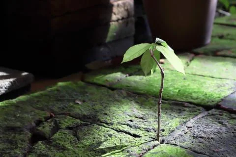 Small but strong tree growing between hard rock for business concept of success. 写真素材